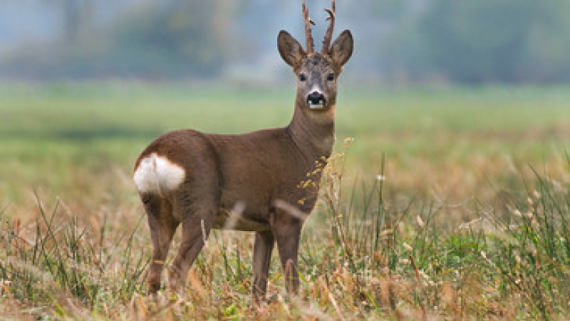 Image - Association des chasseurs