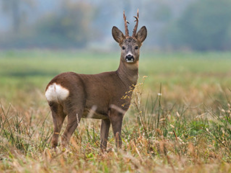 Association des chasseurs